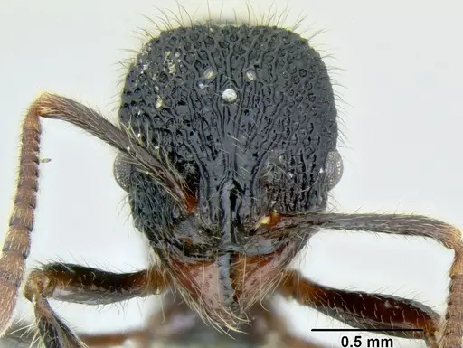 Stenamma brujita - CASENT0621728