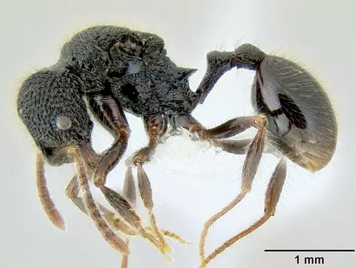 Stenamma brujita - CASENT0621728