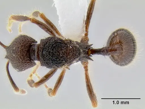 Stenamma brujita - CASENT0621749