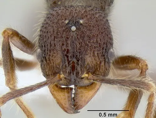 Stenamma brujita - CASENT0621749