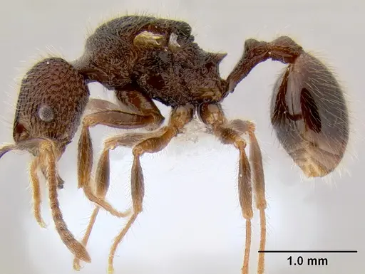 Stenamma brujita - CASENT0621749