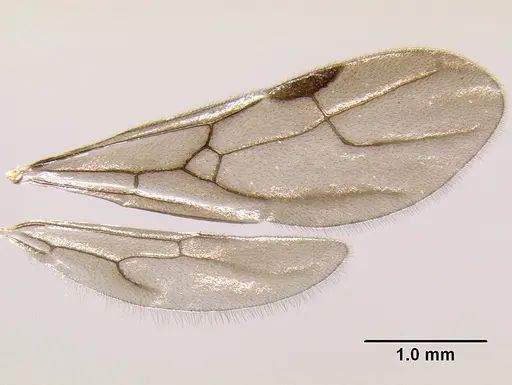 Stenamma brujita - CASENT0621749