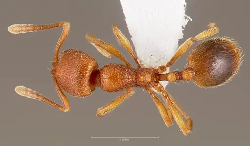 Stenamma californicum specimen