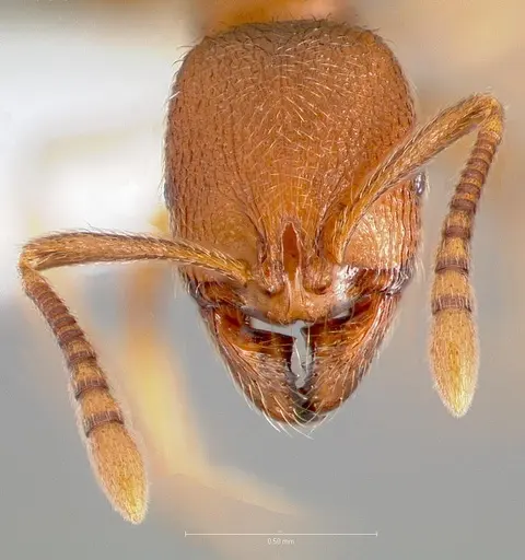 Stenamma californicum specimen