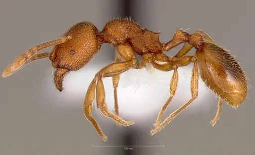 Stenamma californicum specimen