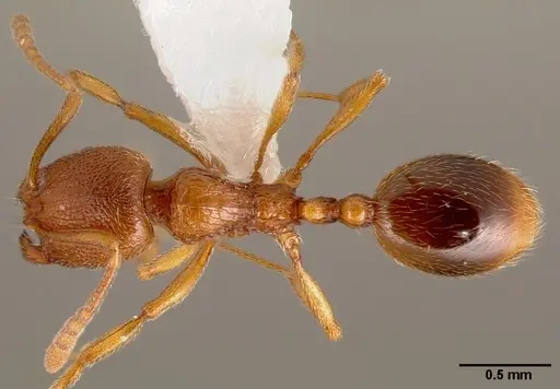 Stenamma californicum - CASENT0005811