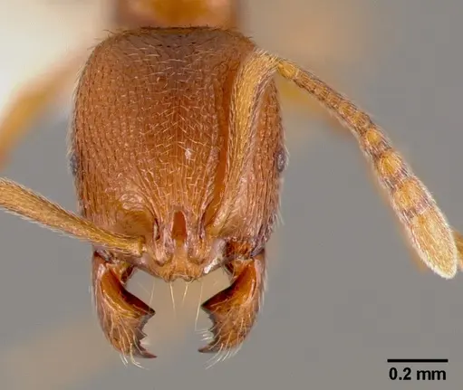 Stenamma californicum - CASENT0005811