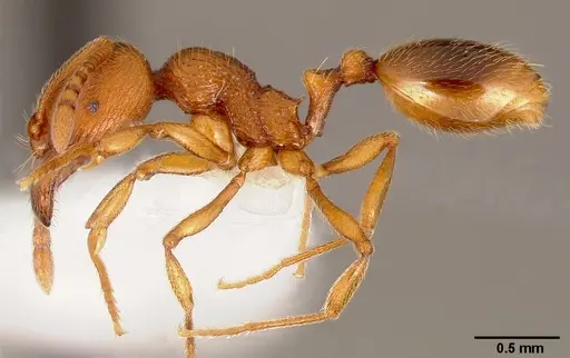 Stenamma californicum - CASENT0005811