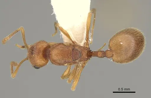 Stenamma californicum - CASENT0100098