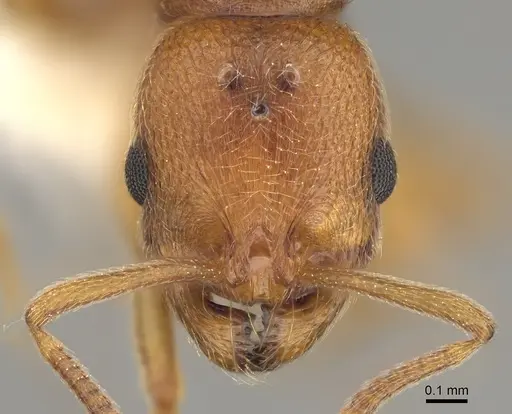 Stenamma californicum - CASENT0100098