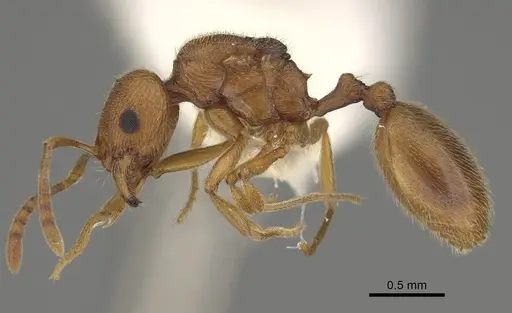 Stenamma californicum - CASENT0100098