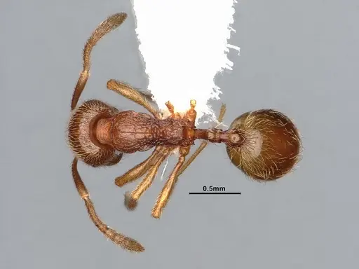 Stenamma californicum - CASENT0106910