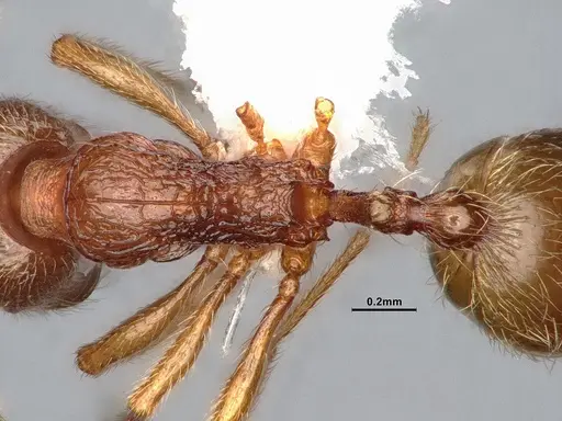 Stenamma californicum - CASENT0106910