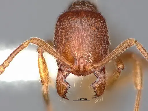 Stenamma californicum - CASENT0106910