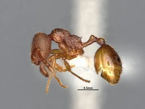 Stenamma californicum - CASENT0106910