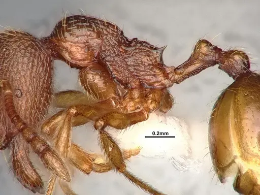 Stenamma californicum - CASENT0106910