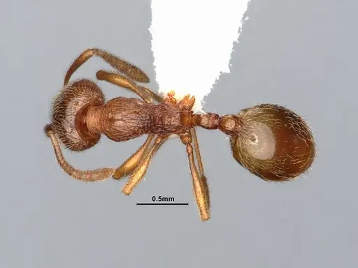 Stenamma californicum - CASENT0106925