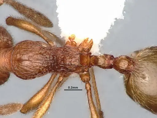 Stenamma californicum - CASENT0106925