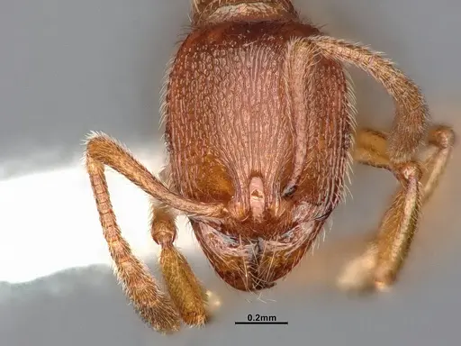 Stenamma californicum - CASENT0106925