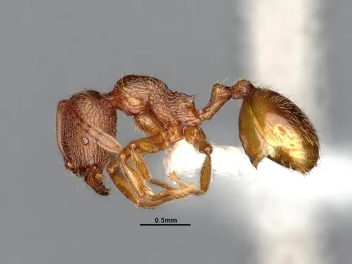 Stenamma californicum - CASENT0106925