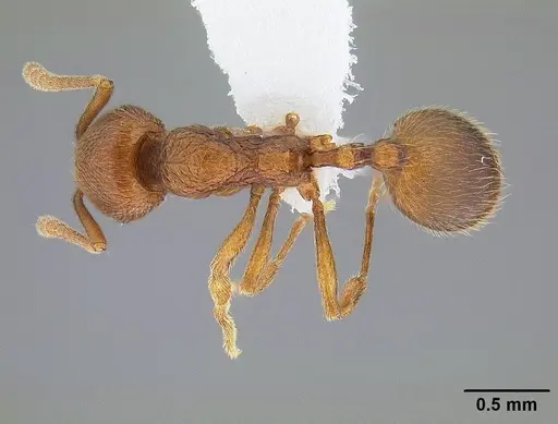 Stenamma californicum - CASENT0221920