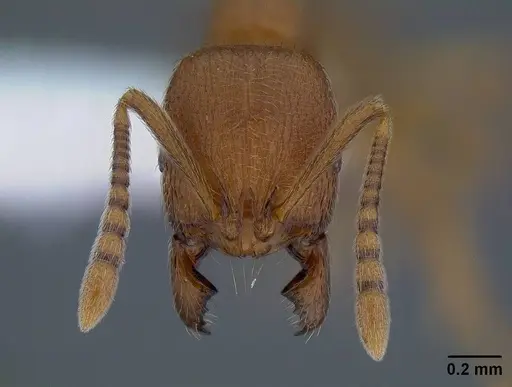 Stenamma californicum - CASENT0221920