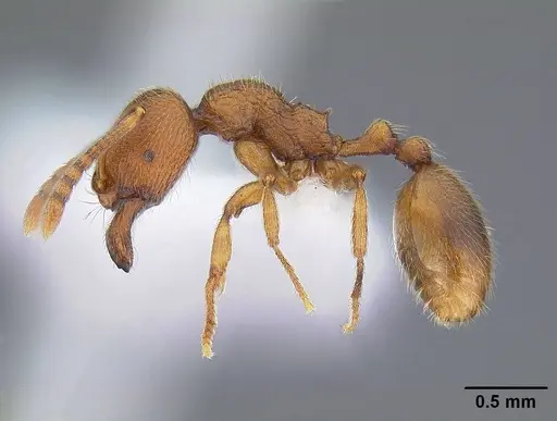 Stenamma californicum - CASENT0221920