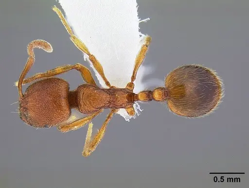 Stenamma californicum - CASENT0844134