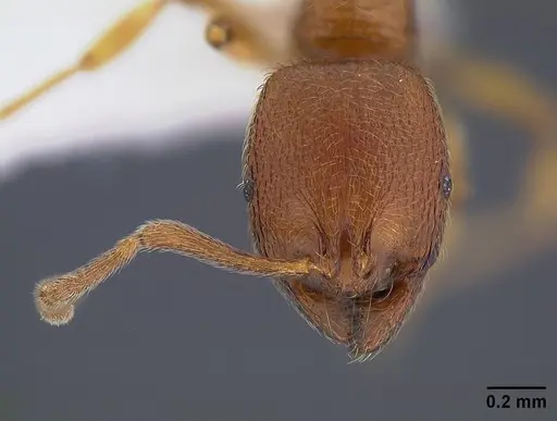 Stenamma californicum - CASENT0844134