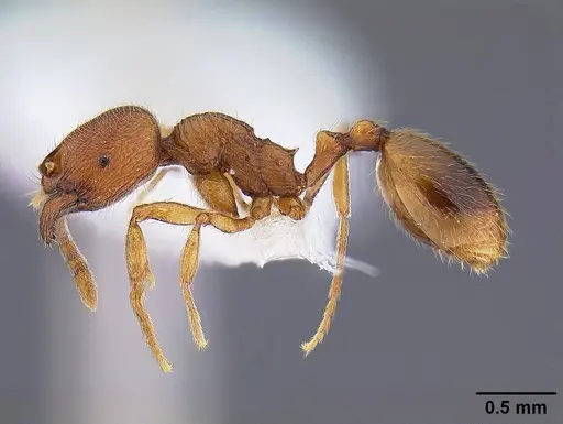 Stenamma californicum - CASENT0844134