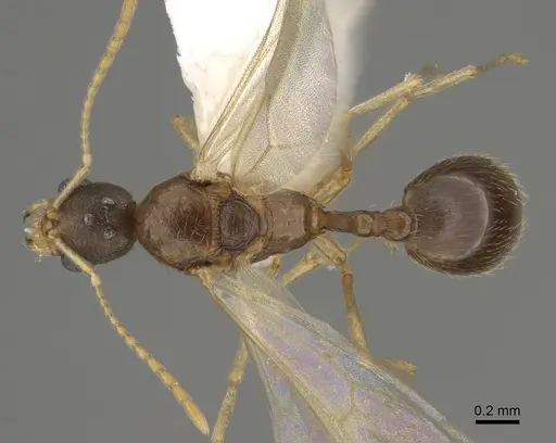 Stenamma californicum - CASENT0863114