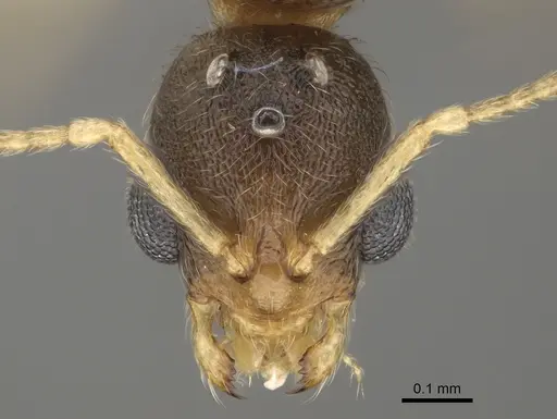 Stenamma californicum - CASENT0863114