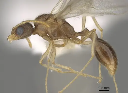 Stenamma californicum - CASENT0863114