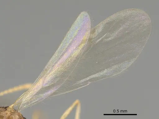 Stenamma californicum - CASENT0863114