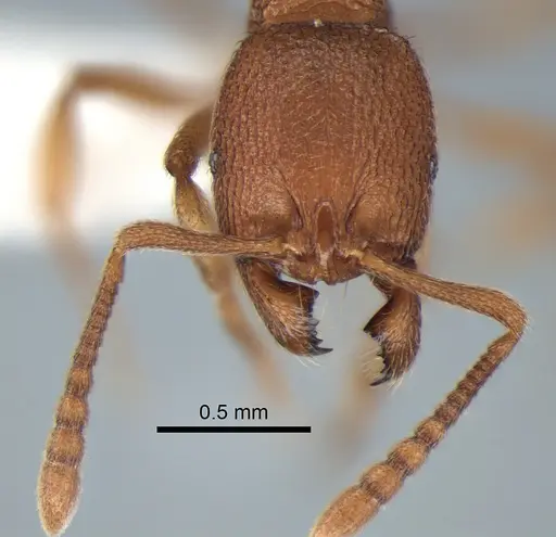 Stenamma californicum - CASENT0882271