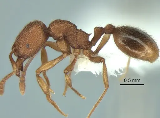 Stenamma californicum - CASENT0882271