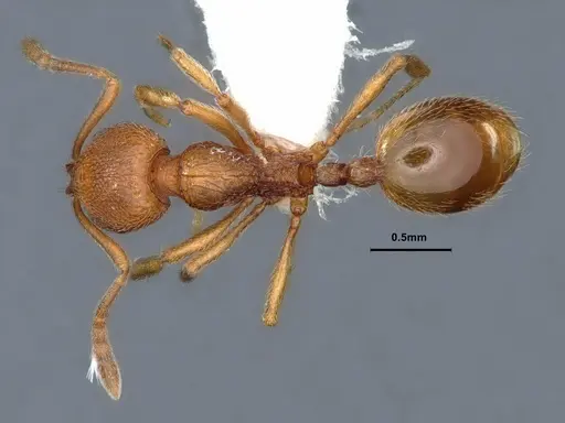 Stenamma californicum - CASENT0883230