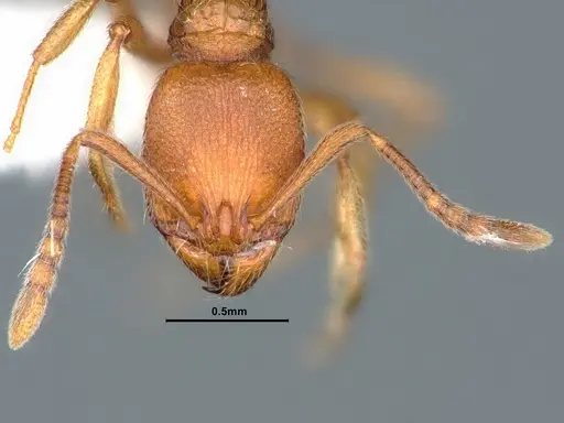 Stenamma californicum - CASENT0883230