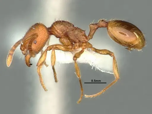 Stenamma californicum - CASENT0883230