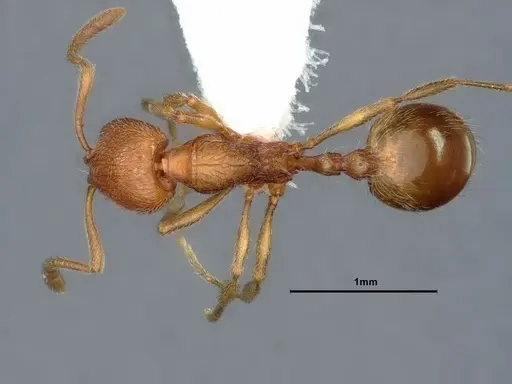 Stenamma californicum - CASENT0883412