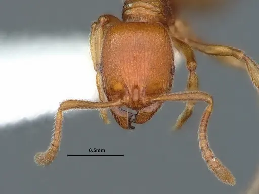 Stenamma californicum - CASENT0883412