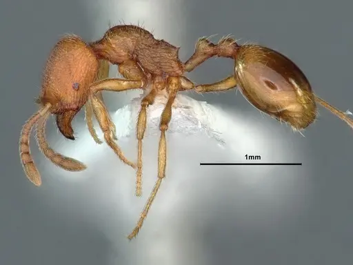 Stenamma californicum - CASENT0883412