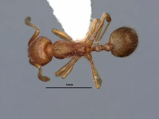 Stenamma californicum - CASENT0883413