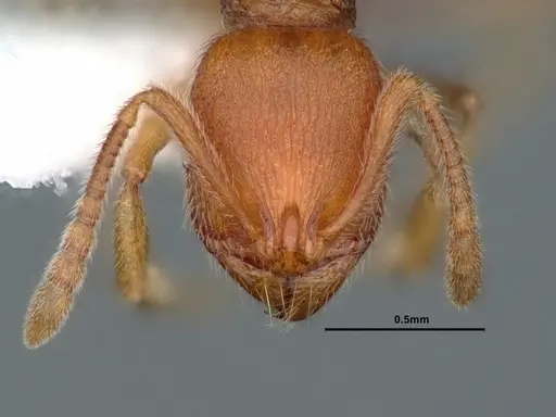 Stenamma californicum - CASENT0883413