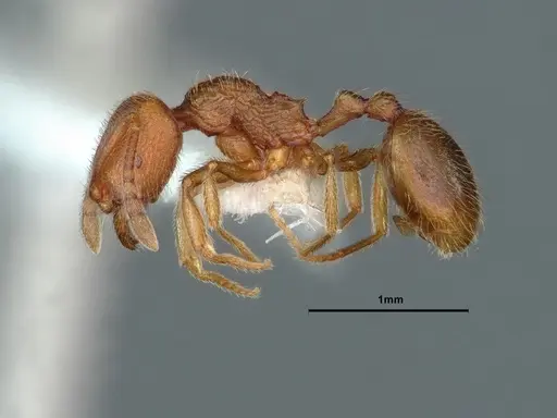 Stenamma californicum - CASENT0883413