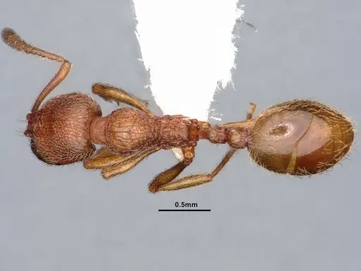 Stenamma californicum - CASENT0884238