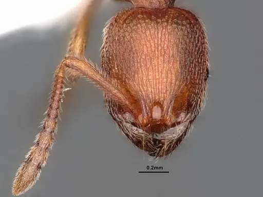 Stenamma californicum - CASENT0884238