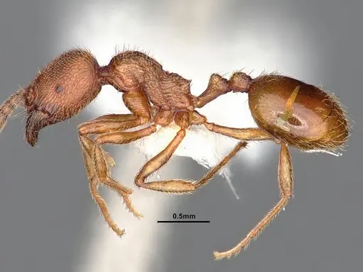 Stenamma californicum - CASENT0884238