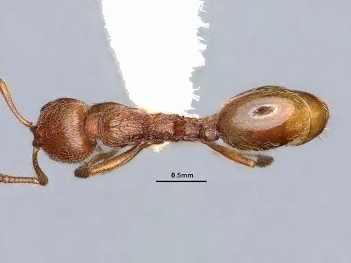 Stenamma californicum - CASENT0884267