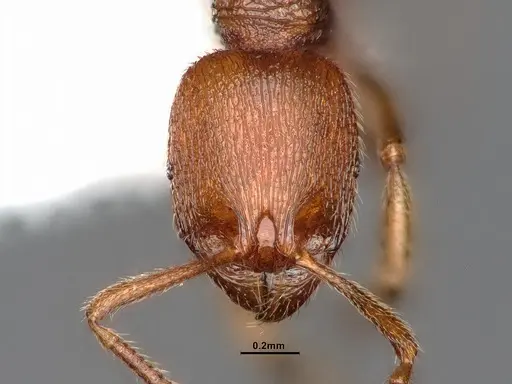 Stenamma californicum - CASENT0884267